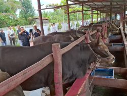 Prima Jasa Siapkan 250 Ekor Hewan Ternak untuk Kurban 2025