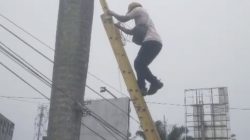 Demi Keselamatan Pengguna Jalan, Dishub Sintang Respons Cepat Pohon Palem Condong ke Jalan